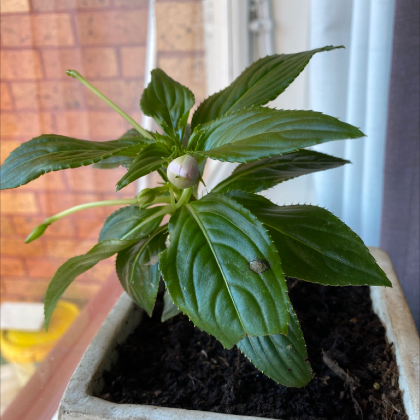 New Guinea Impatiens plant in a pot with healthy green leaves and a flower bud.