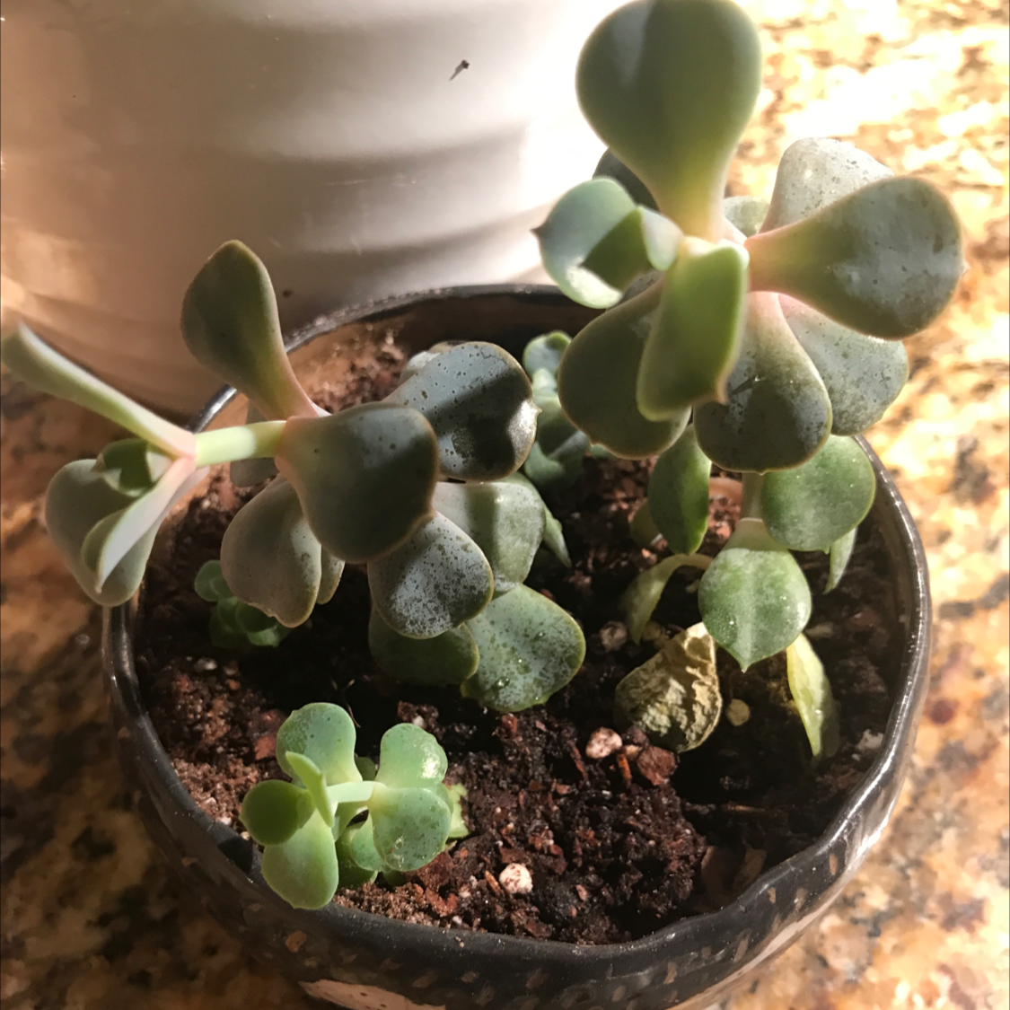 Potted Echeveria 'Perle von Nurnberg' with visible soil and some leaf discoloration.