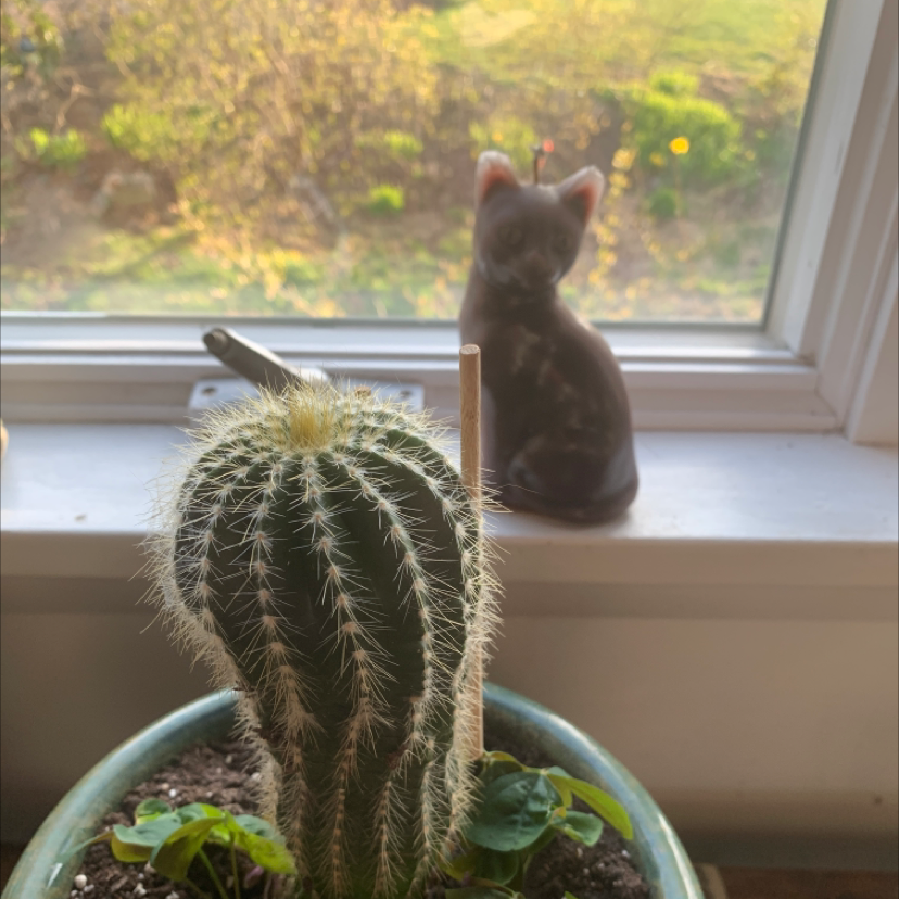 Potted Saguaro cactus on a windowsill with a cat in the background.