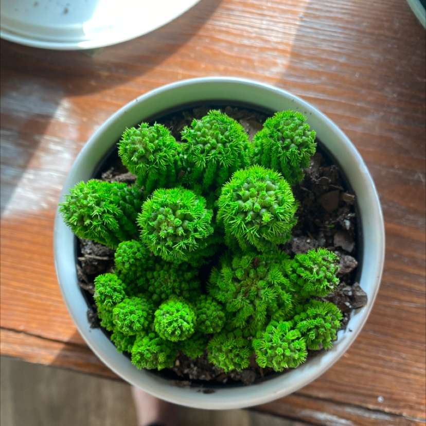Healthy Balloon Cactus in a white pot with visible soil.