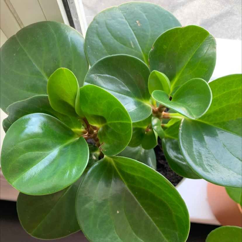 Photo of the plant species Baby Rubber Plant by @GoldFishBrain named Sherlock on Greg, the plant care app
