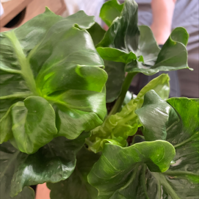 Photo of the plant species Philodendron 'Super Atom' by @GoldFishBrain named Lola on Greg, the plant care app