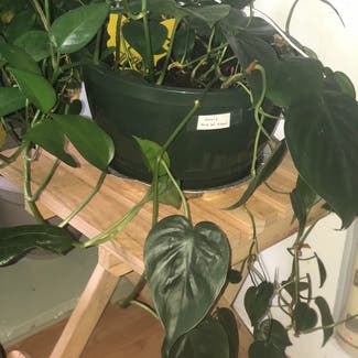 Heartleaf Philodendron plant in Morgantown, West Virginia