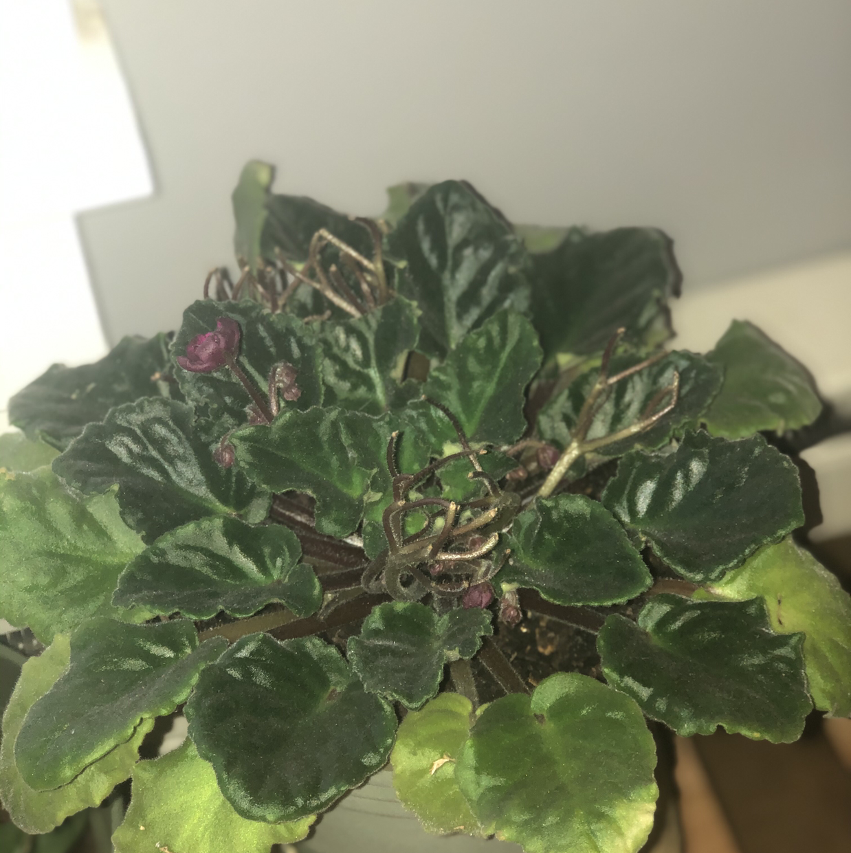 African Violet plant photo by @anicole8 named Blanche on Greg, the plant care app.