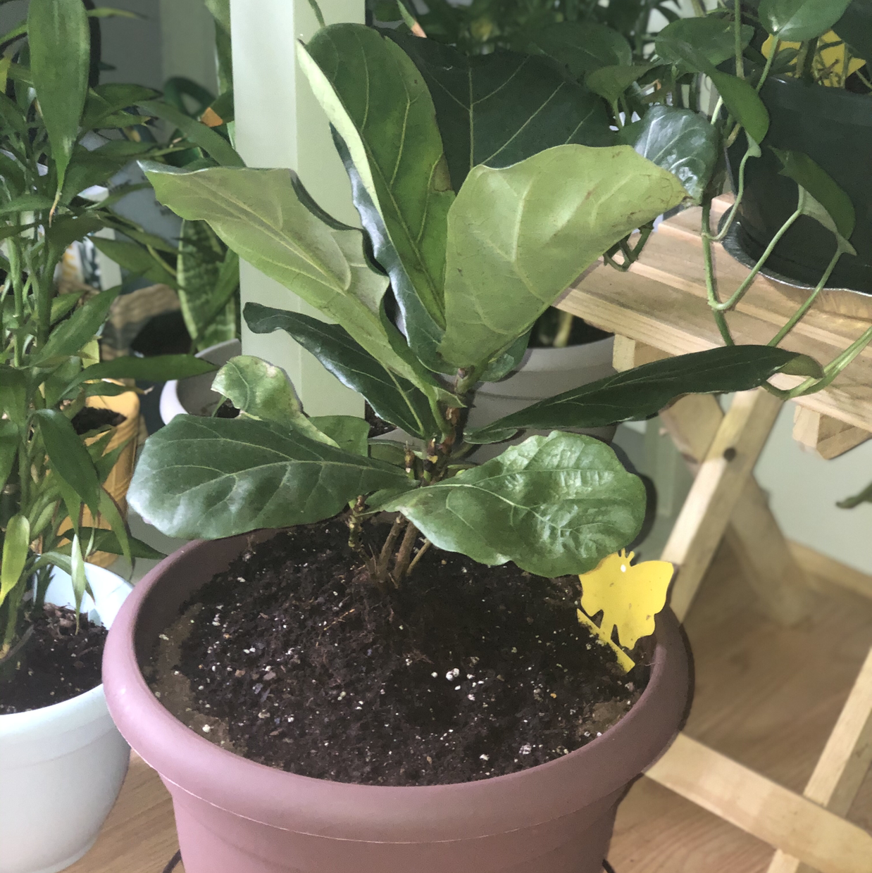 Fiddle Leaf Fig plant photo by @anicole8 named Fiona on Greg, the plant care app.