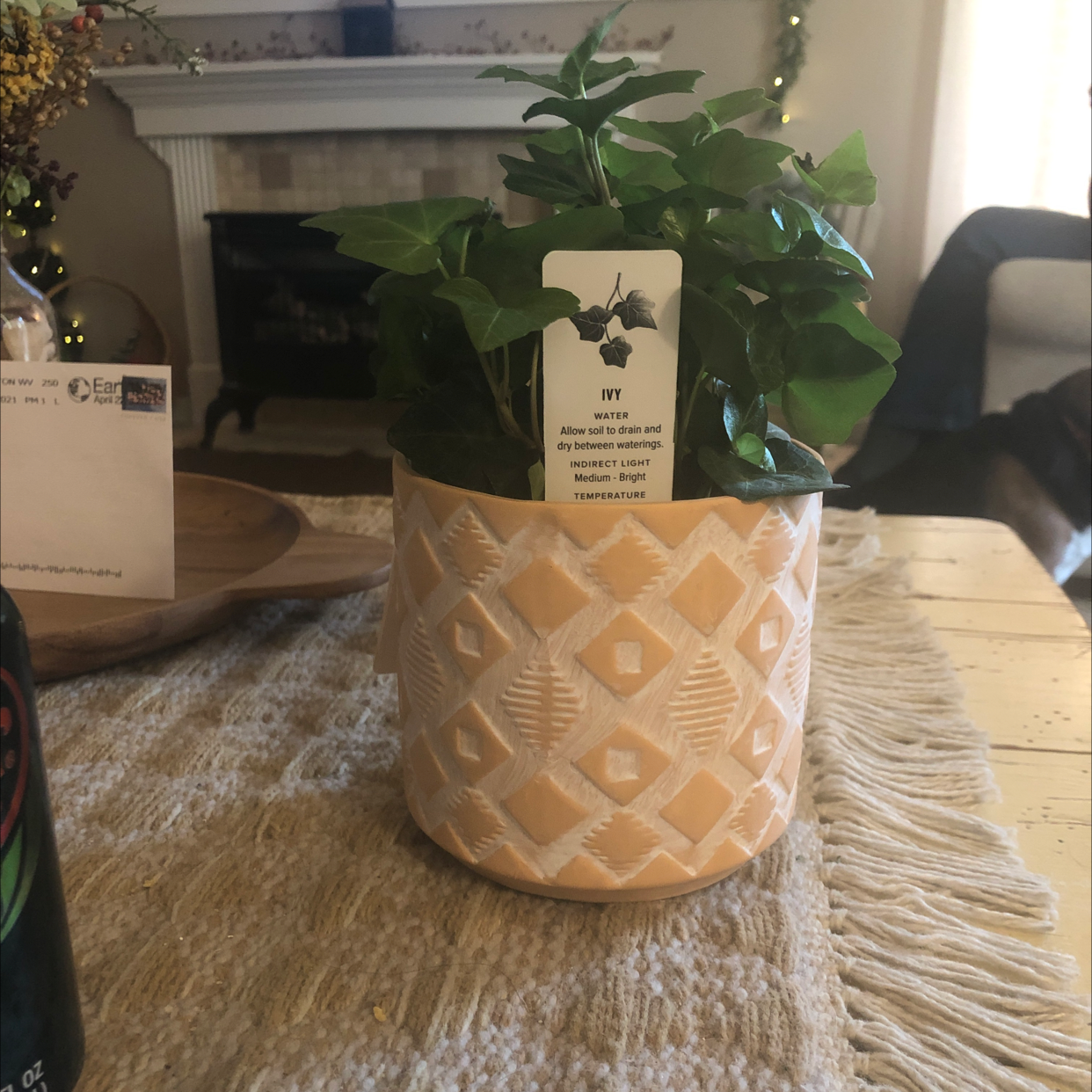 English Ivy plant photo by @anicole8 named Irene on Greg, the plant care app.