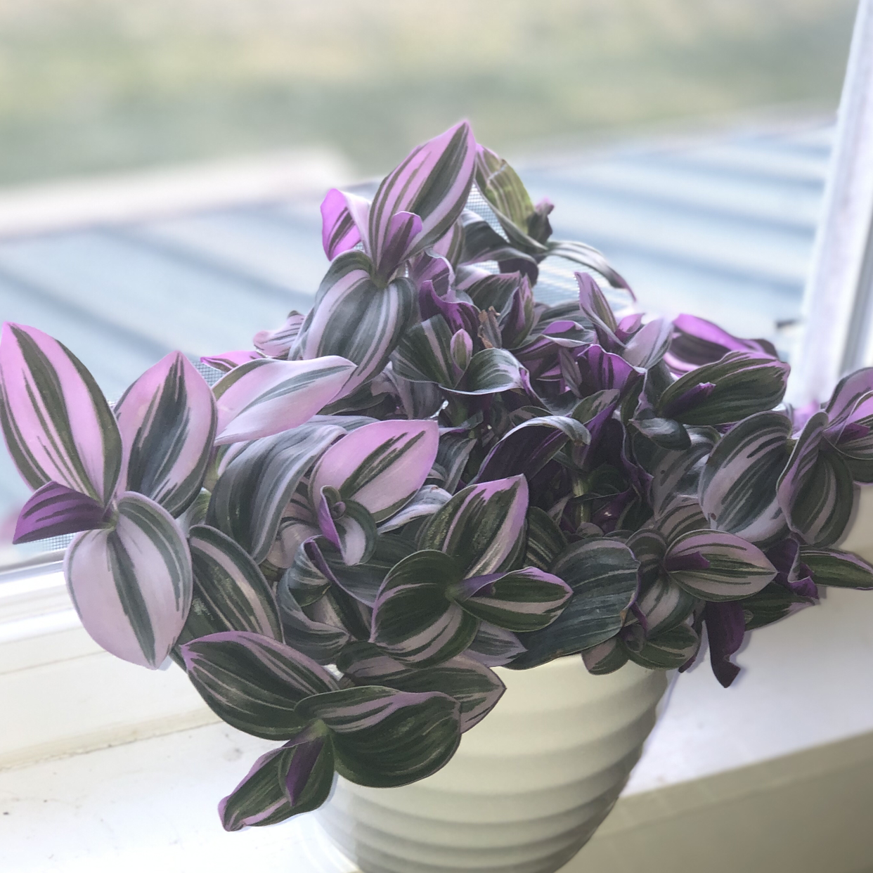 Tradescantia Nanouk plant photo by @anicole8 named Nancy on Greg, the plant care app.