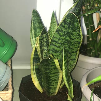 Snake Plant plant in Frankford, West Virginia