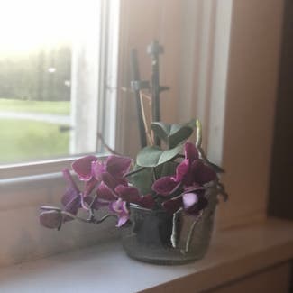 Phalaenopsis Orchid plant in Morgantown, West Virginia