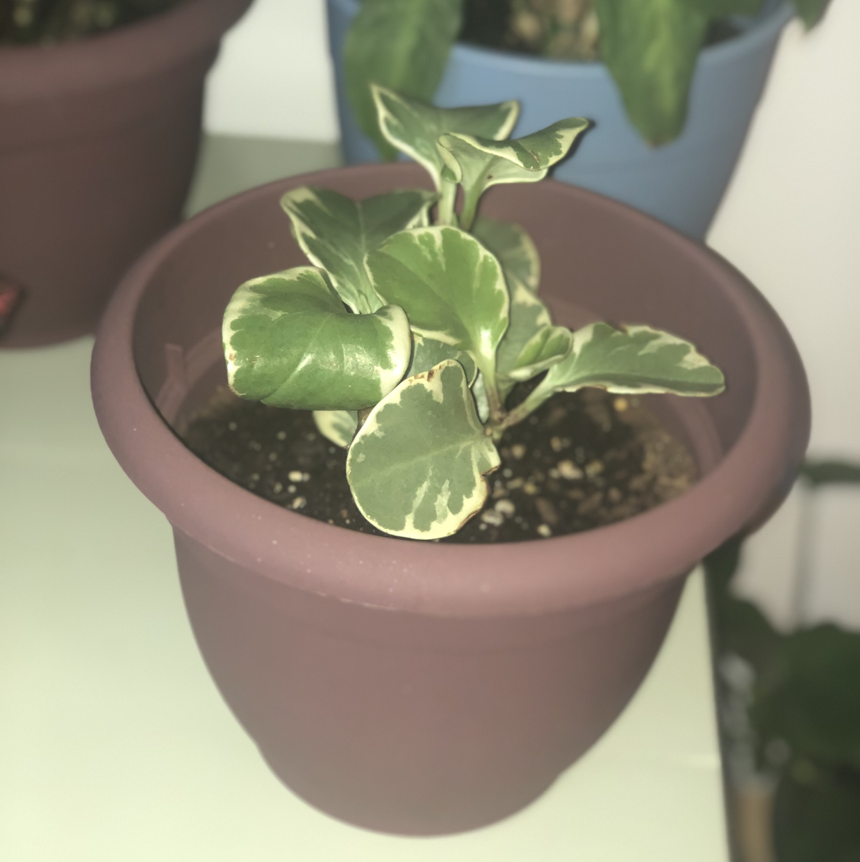 Baby Rubber Plant plant photo by @anicole8 named Peatree on Greg, the plant care app.