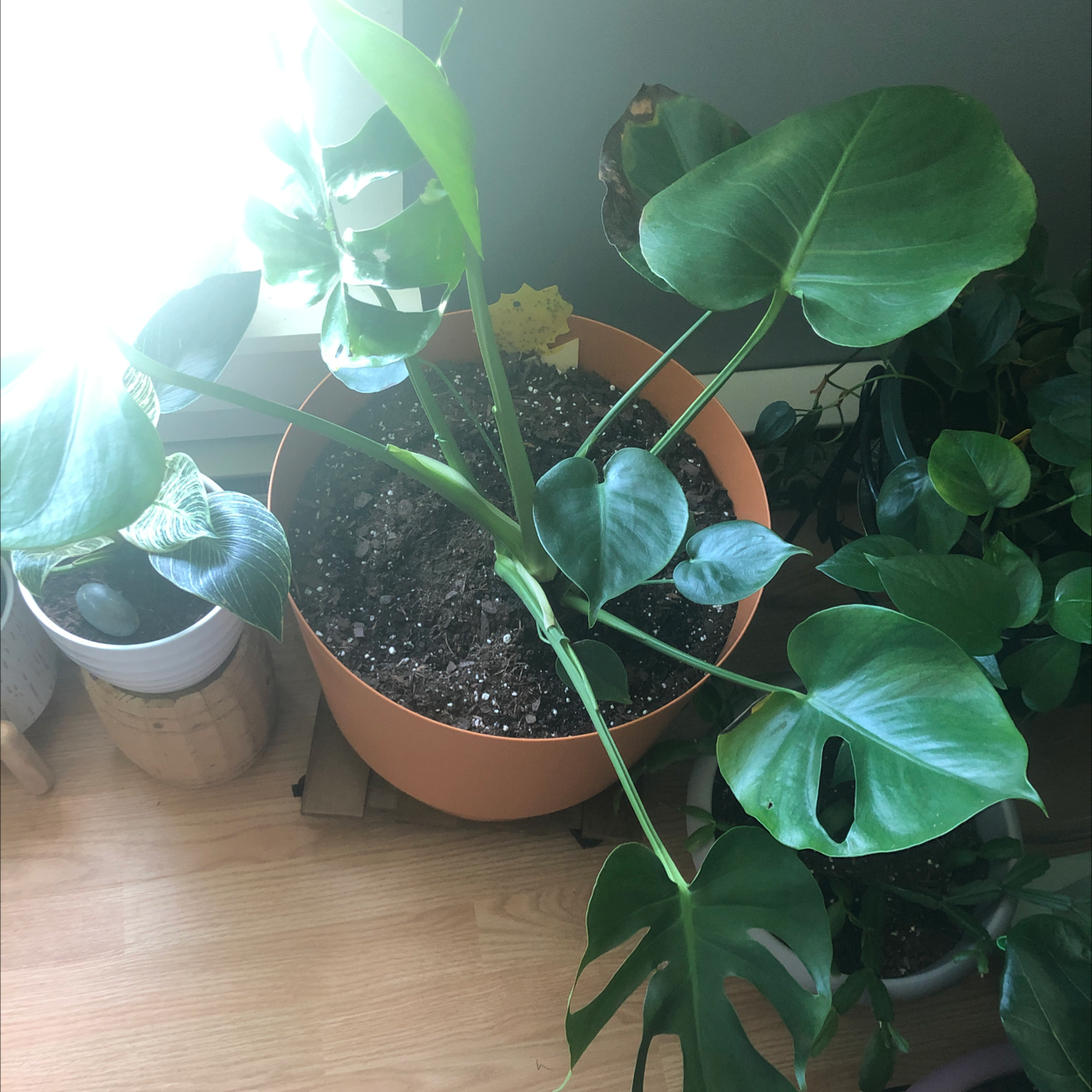Monstera plant photo by @anicole8 named Martha on Greg, the plant care app.