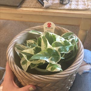 Pearls and Jade Pothos plant photo by @anicole8 named Pearl on Greg, the plant care app.