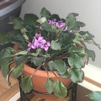 African Violet plant in Morgantown, West Virginia