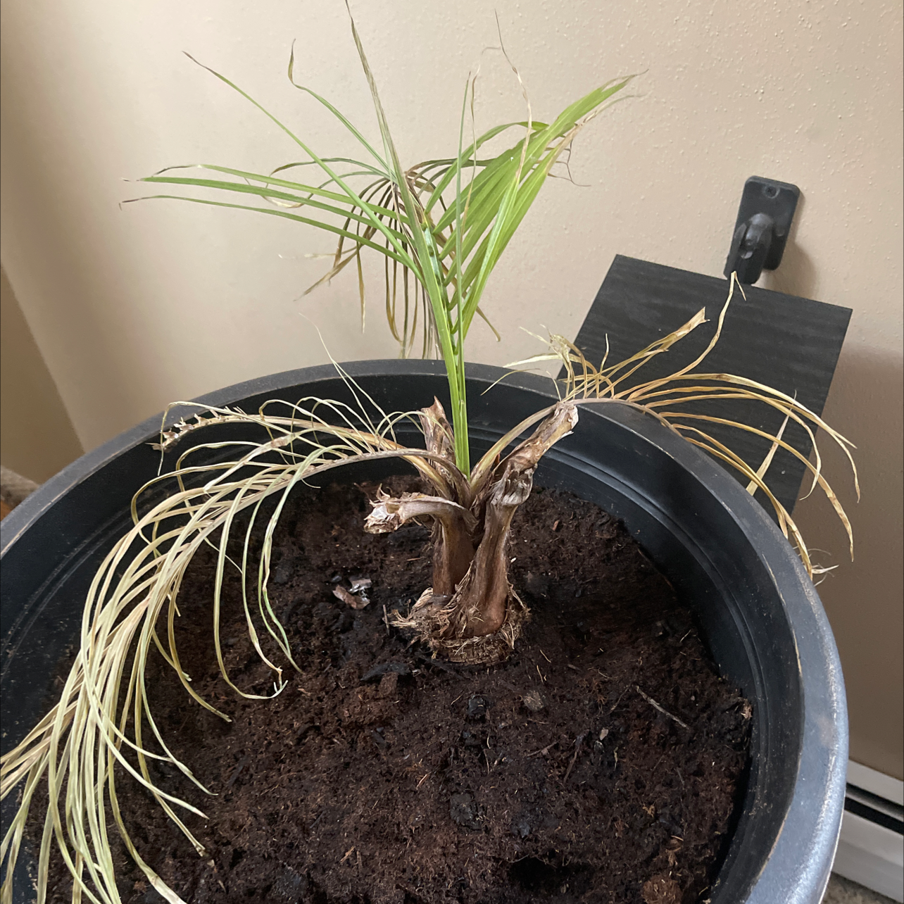Healthy young pygmy date palm in black pot, with long thin fronds emerging from center. Soil visible in pot.