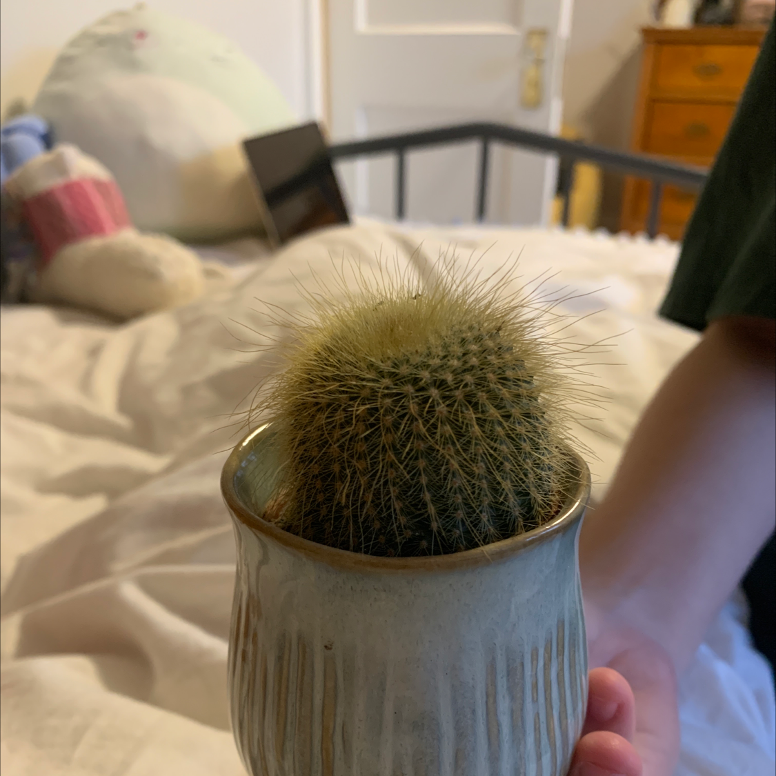 A healthy Silver Ball Cactus in a ceramic pot, held by a hand, with a bed and household items in the background.