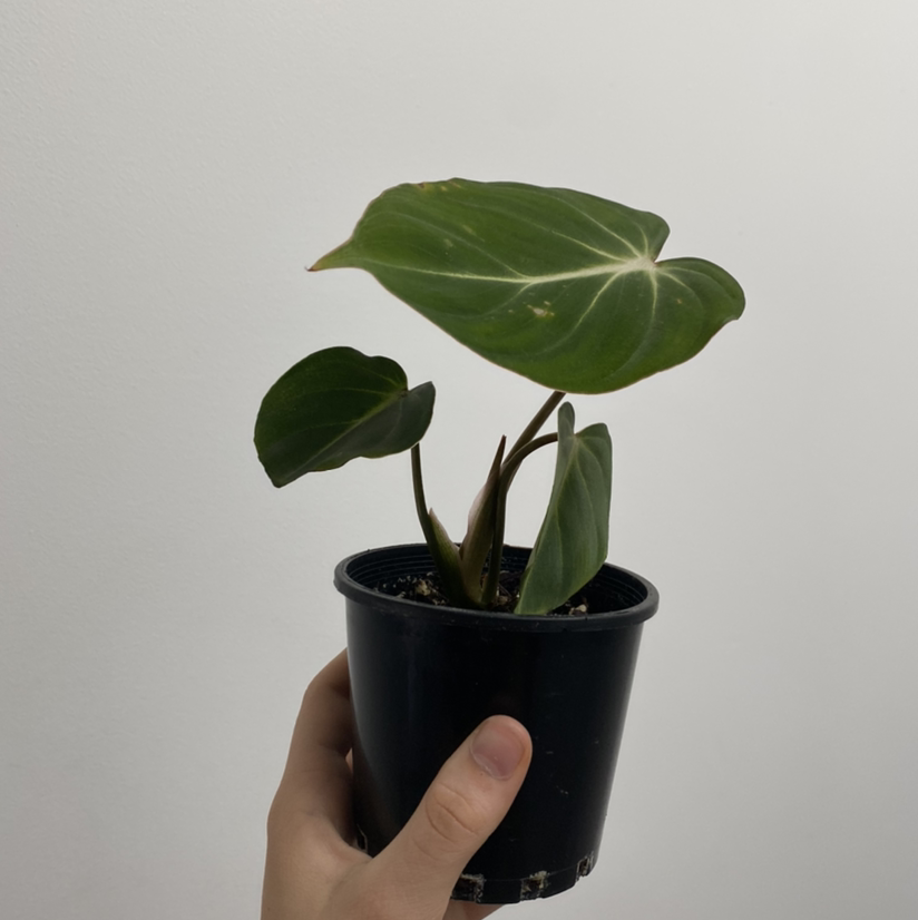Philodendron gloriosum plant in a black pot held by a hand, with large heart-shaped leaves.