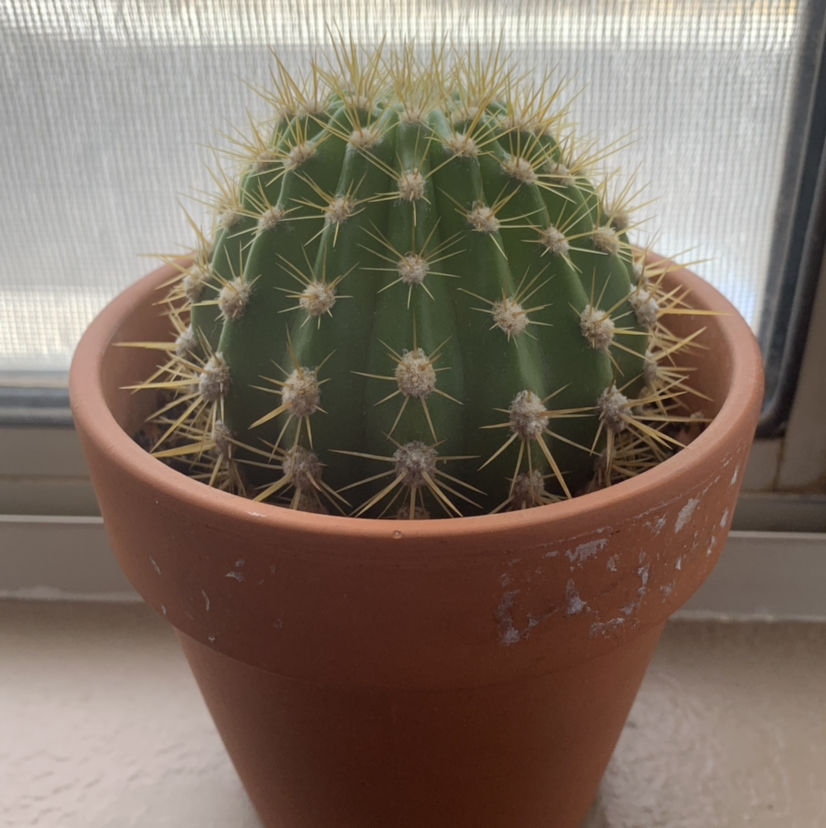 Golden Barrel Cactus plant photo by @boiled.celery named Derek on Greg, the plant care app.