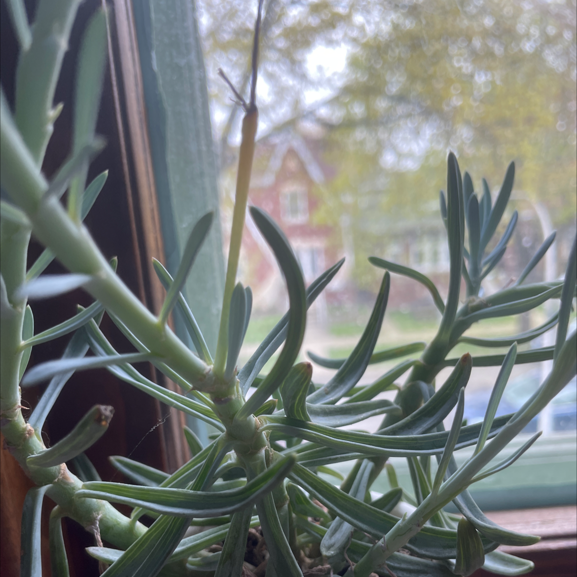 Narrow-Leaf Chalk Sticks plant near a window, healthy with no visible discoloration.