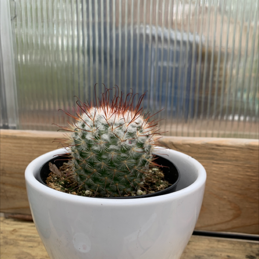 Mammillaria Haageana cactus in a white pot, set in a greenhouse.