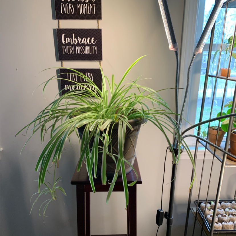 Spider Plant plant photo by @Plantinthecity named OG on Greg, the plant care app.