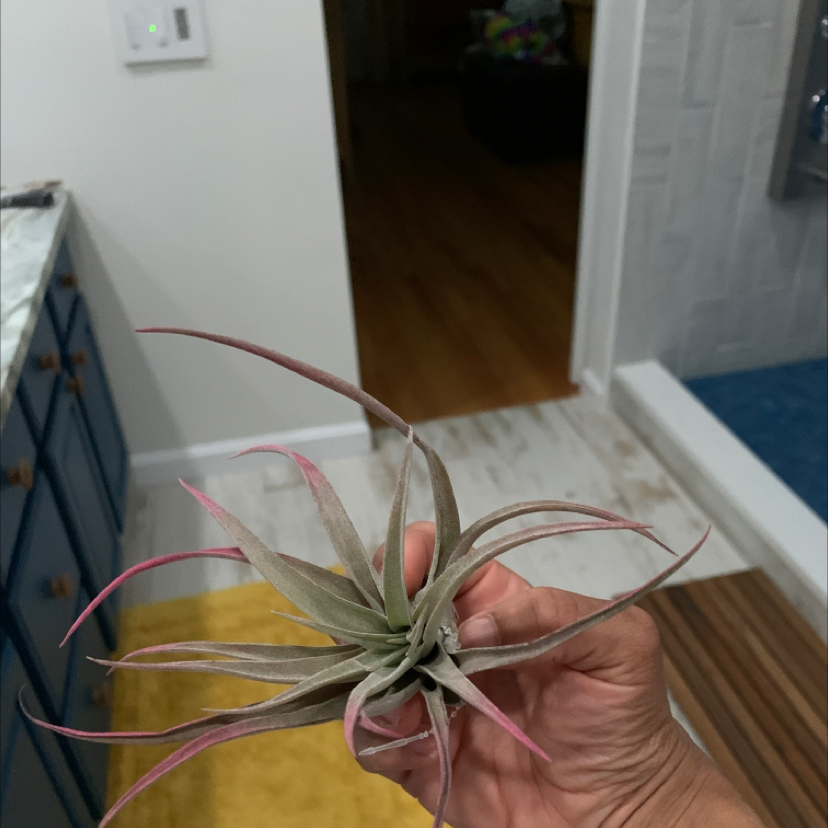 Capitata Air Plant held by a hand, showing healthy leaves with pink tips.