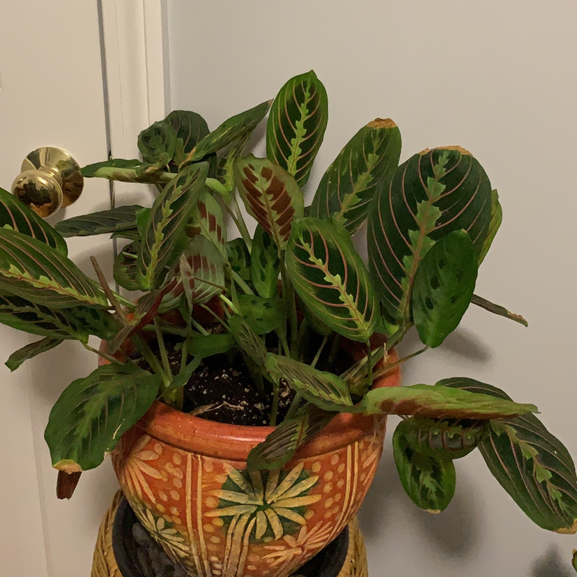 Green Prayer Plant plant photo by @Plantinthecity named Nichole on Greg, the plant care app.