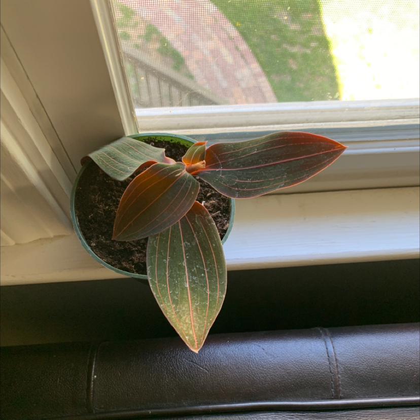 Photo of the plant species Jewel Orchid by @Plantinthecity named George Floyd on Greg, the plant care app