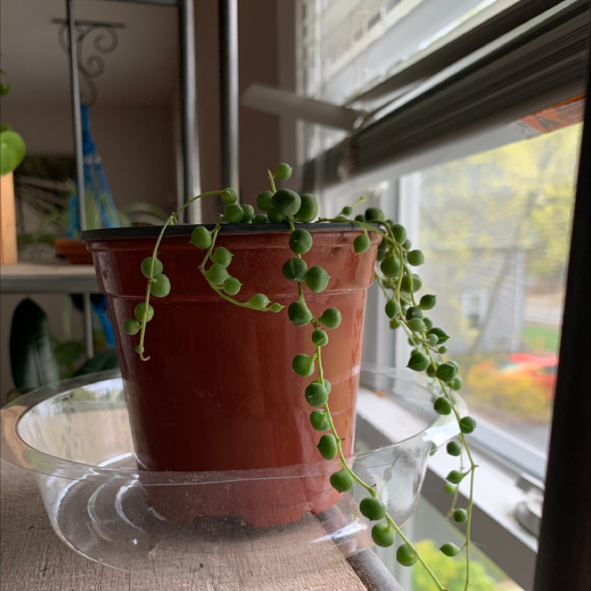 String of Pearls plant photo by @Plantinthecity named Opal on Greg, the plant care app.