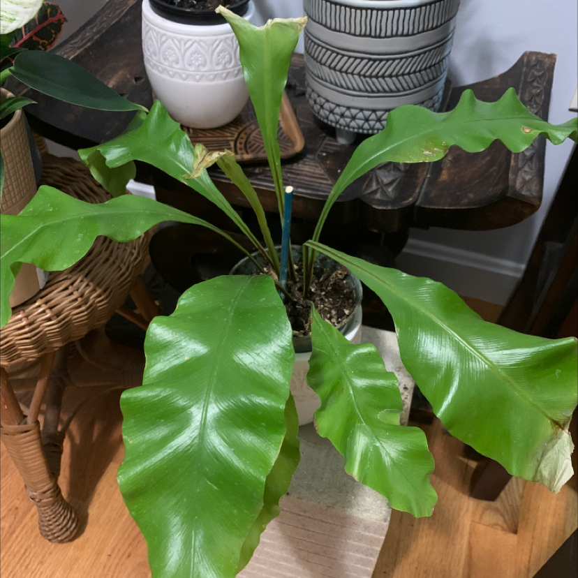 Bird's Nest Fern plant photo by @Plantinthecity named Birdie on Greg, the plant care app.