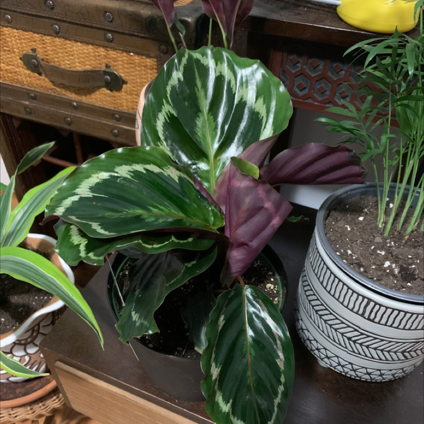 Rose Calathea plant photo by @Plantinthecity named Rosie on Greg, the plant care app.