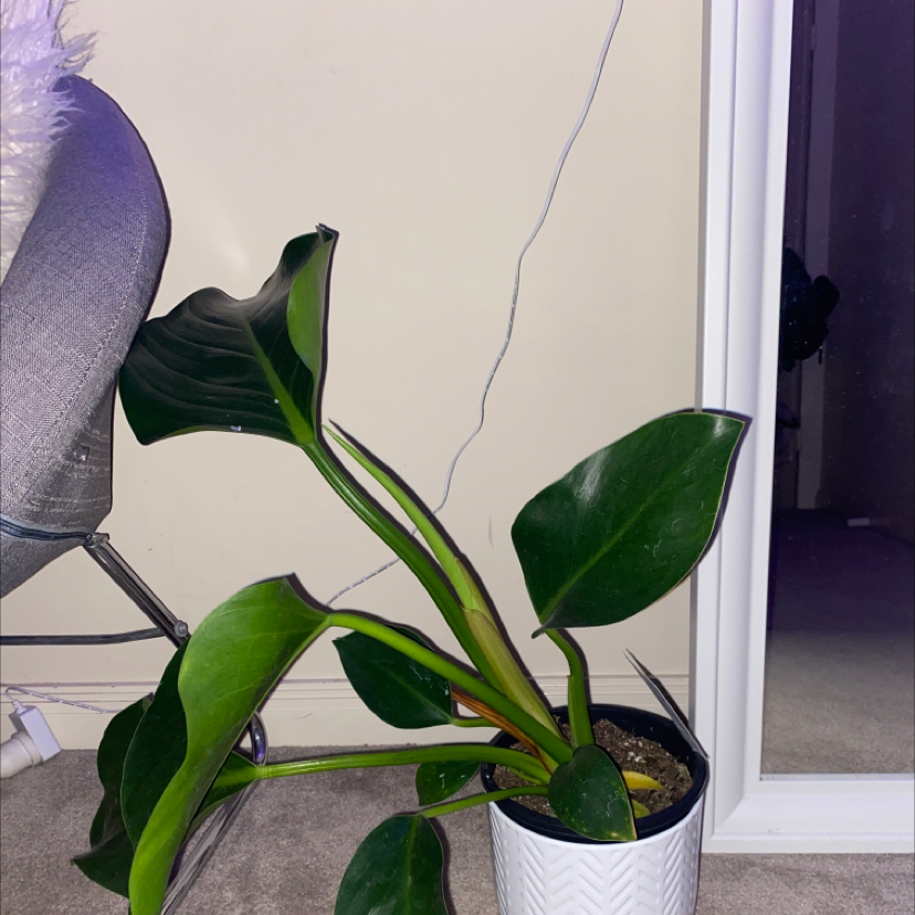 Philodendron 'Congo' plant in a white pot with large green leaves.