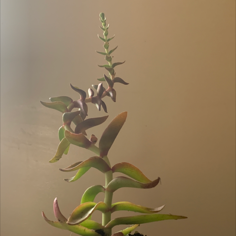 What Do I Do About airplane plant root rot?