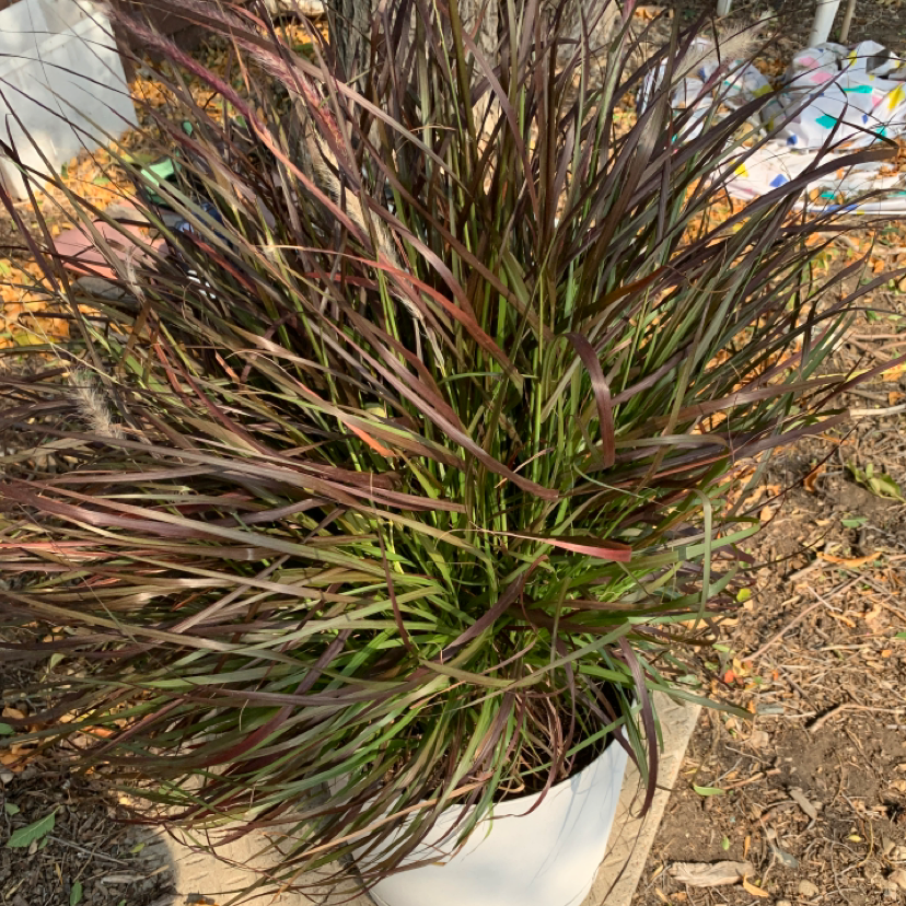 Crimson Fountaingrass plant in a white pot, appearing healthy with long, slender leaves.