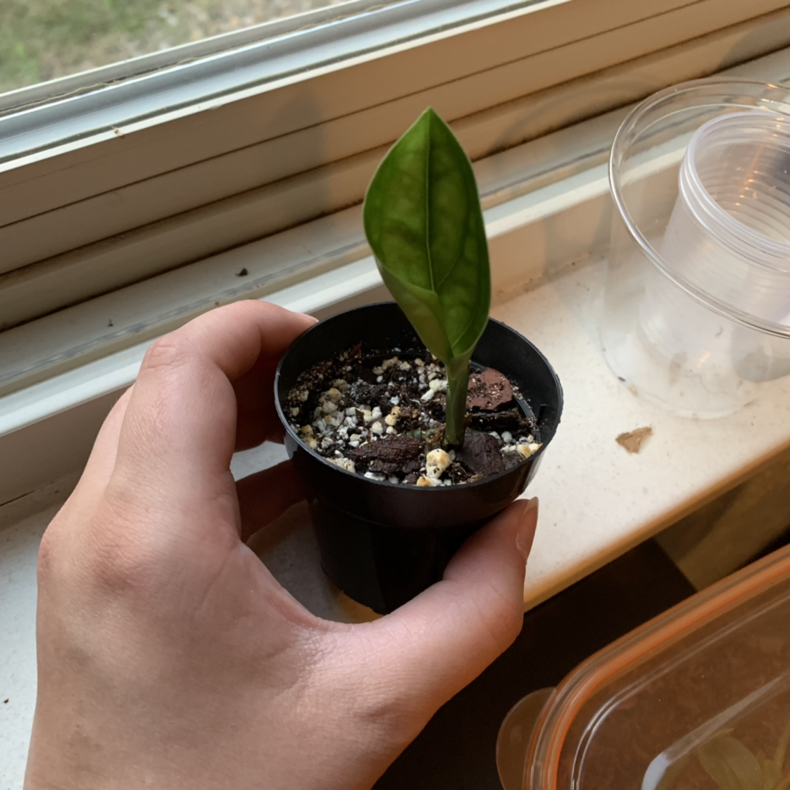 Photo of the plant species Monstera pinnatipartita by @Mikaela.S named Peru on Greg, the plant care app