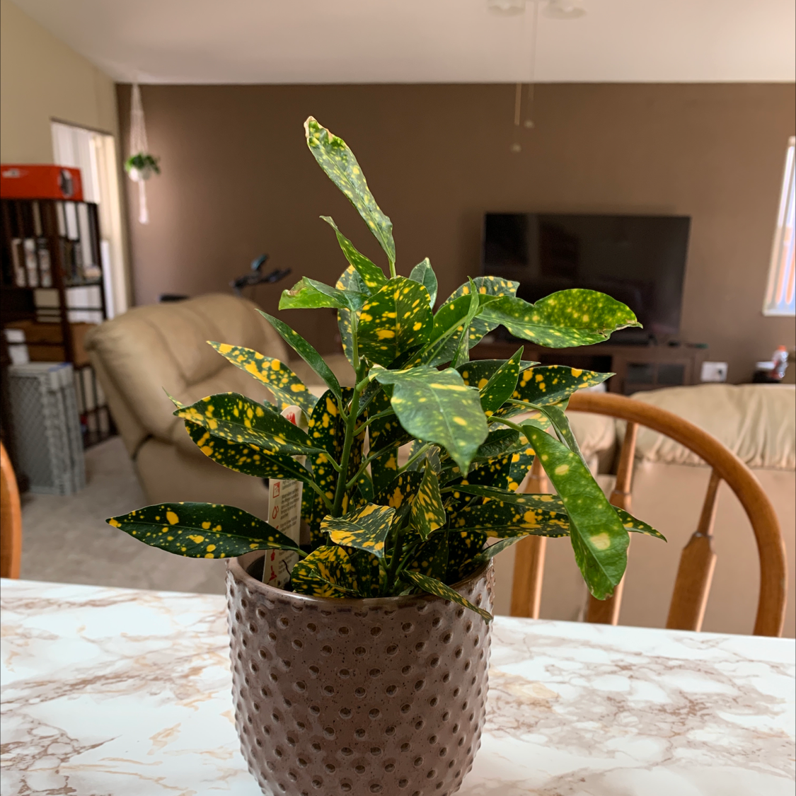 Gold Dust Croton plant photo by @Mikaela.S named Superstar on Greg, the plant care app.