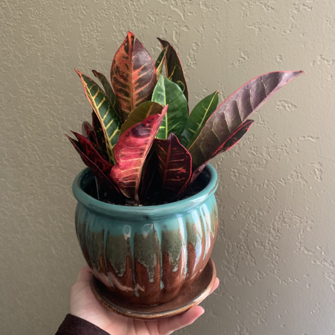 Croton 'Petra' plant photo by @Mikaela.S named Petra on Greg, the plant care app.
