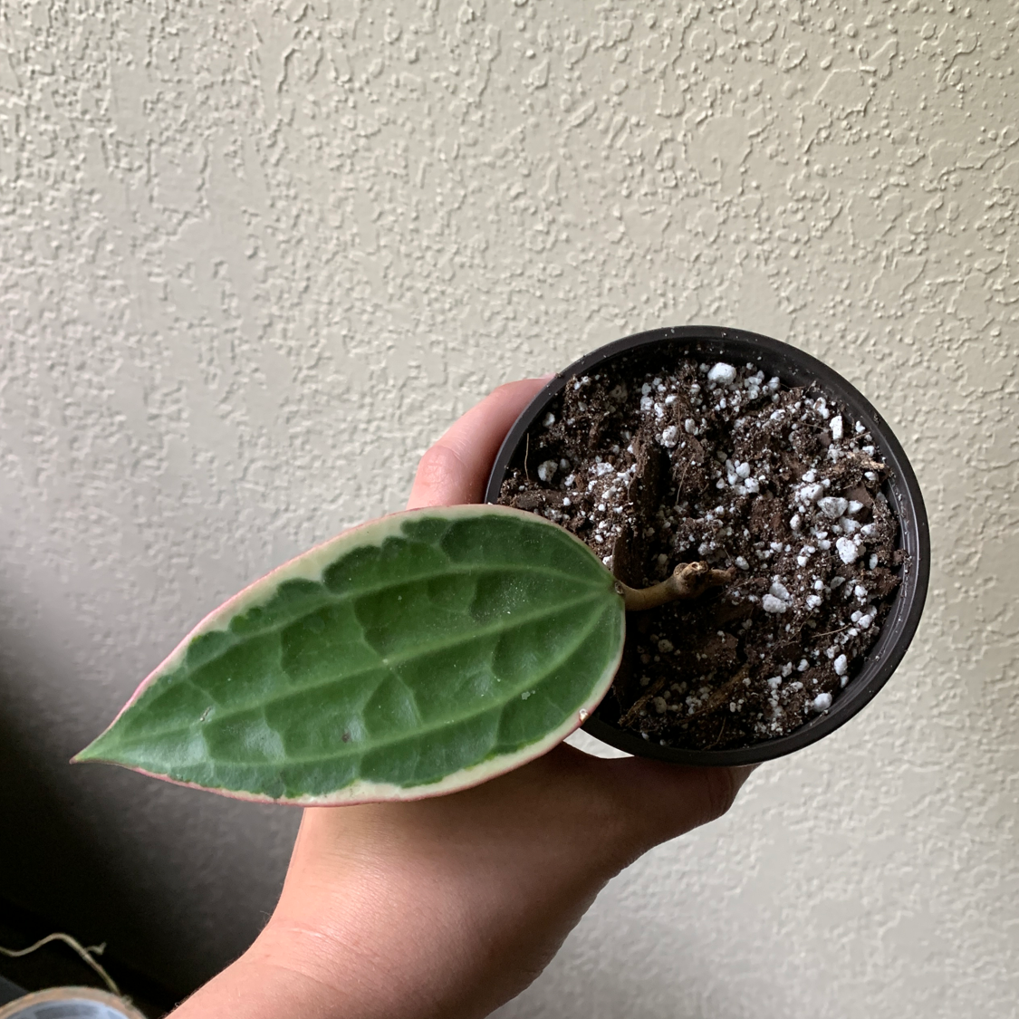 Hoya macrophylla 'Albomarginata' plant in a small pot with one visible variegated leaf.