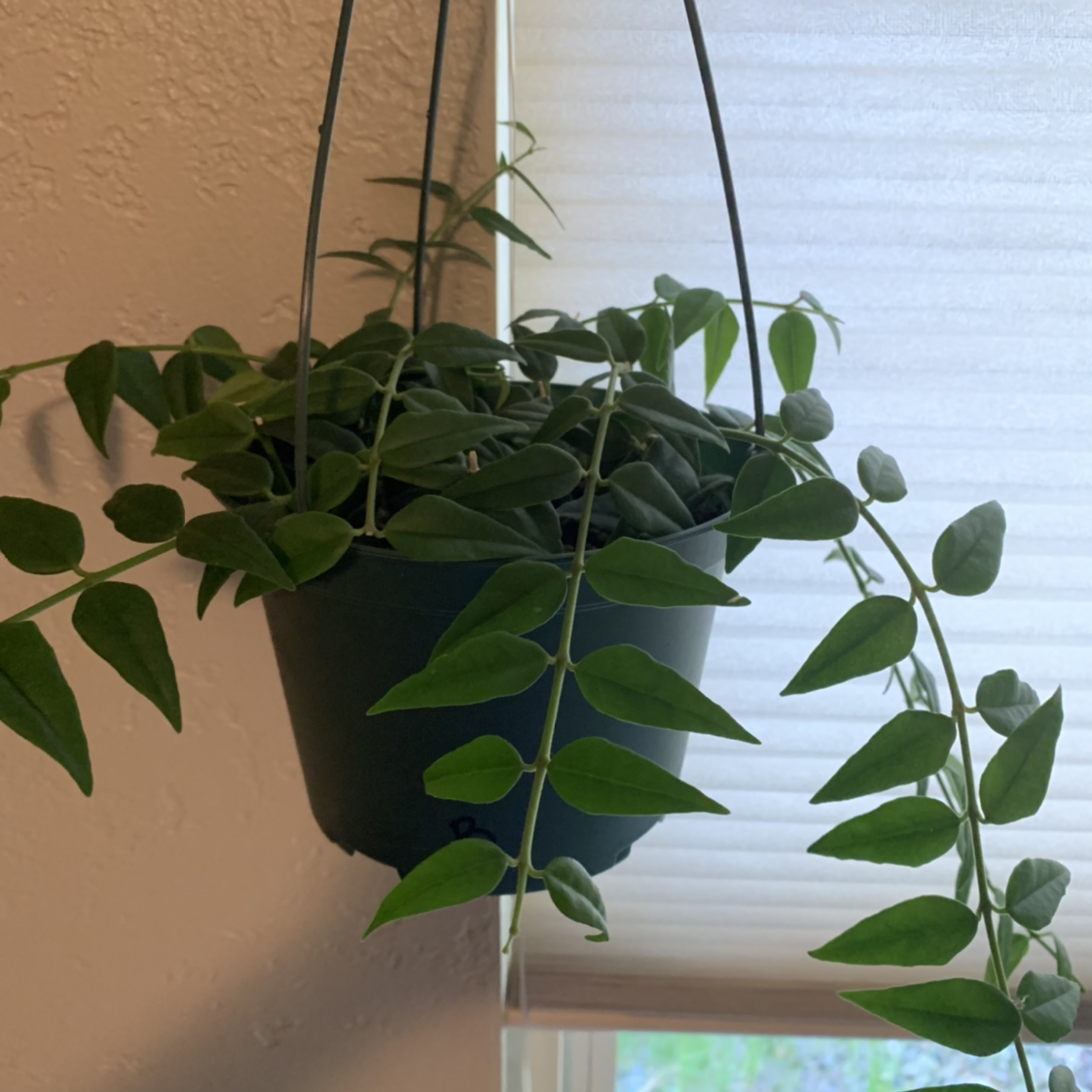 Photo of the plant species Hoya Bella by @Mikaela.S named Bella on Greg, the plant care app