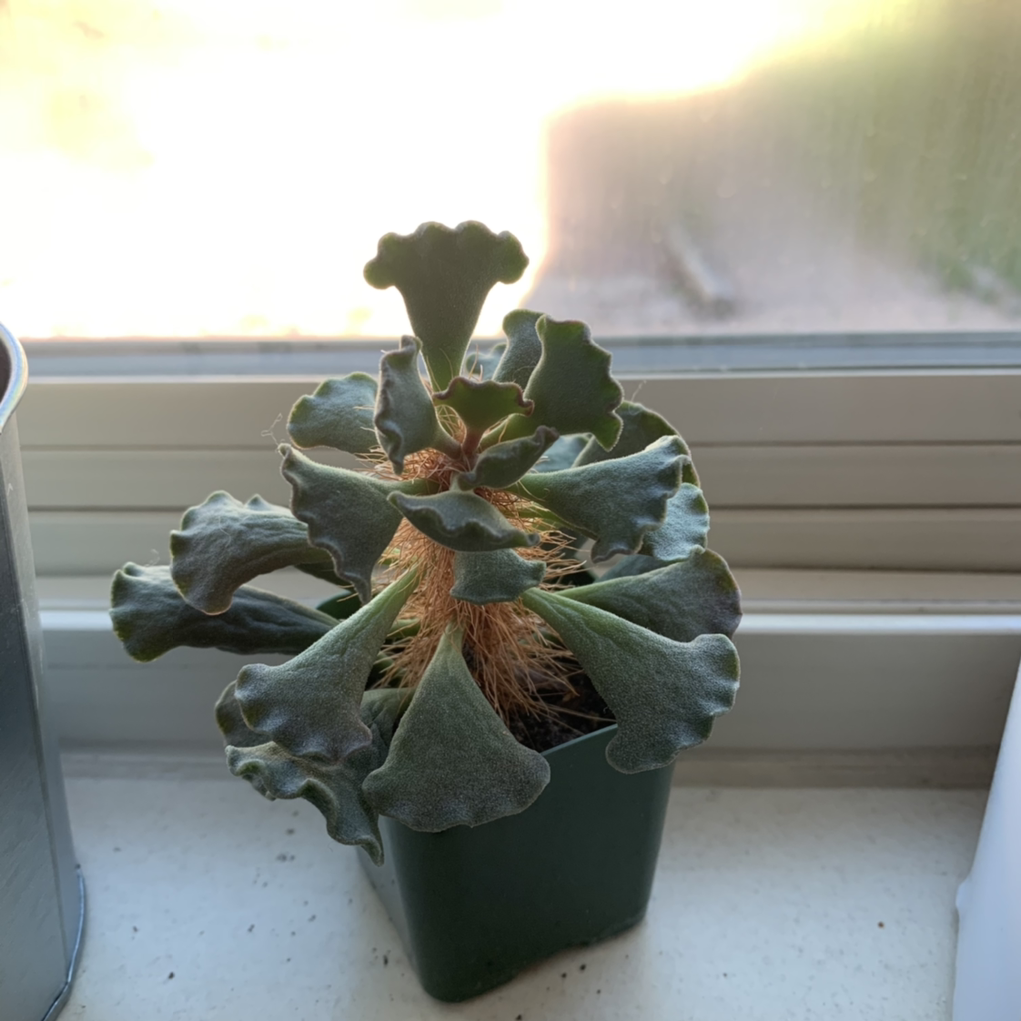 Photo of the plant species Pillow Feet Crinkle Leaf Plant by @Mikaela.S named Key lime pie on Greg, the plant care app