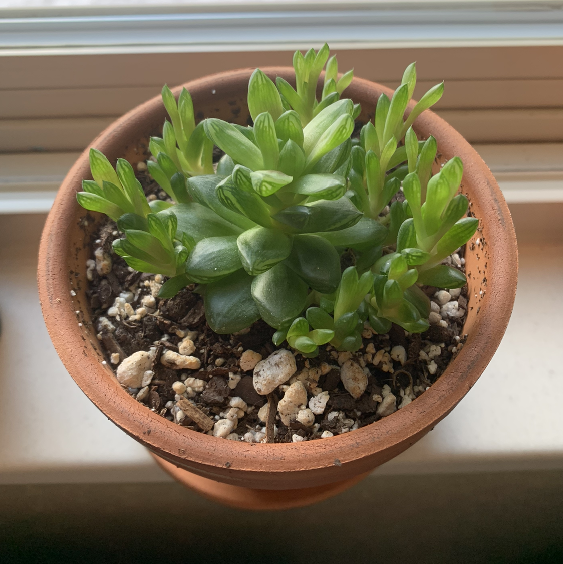Photo of the plant species Haworthia marumiana by @Mikaela.S named Idek on Greg, the plant care app