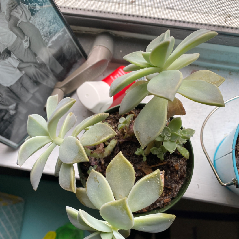 Ghost Plant plant photo by @Lizziemcdermo named Bo on Greg, the plant care app.