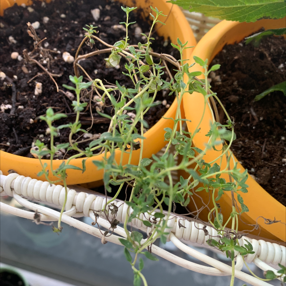 Closeup of healthy common thyme plant with thin woody stems and small green leaves. Human hands gently pulling back foliage.