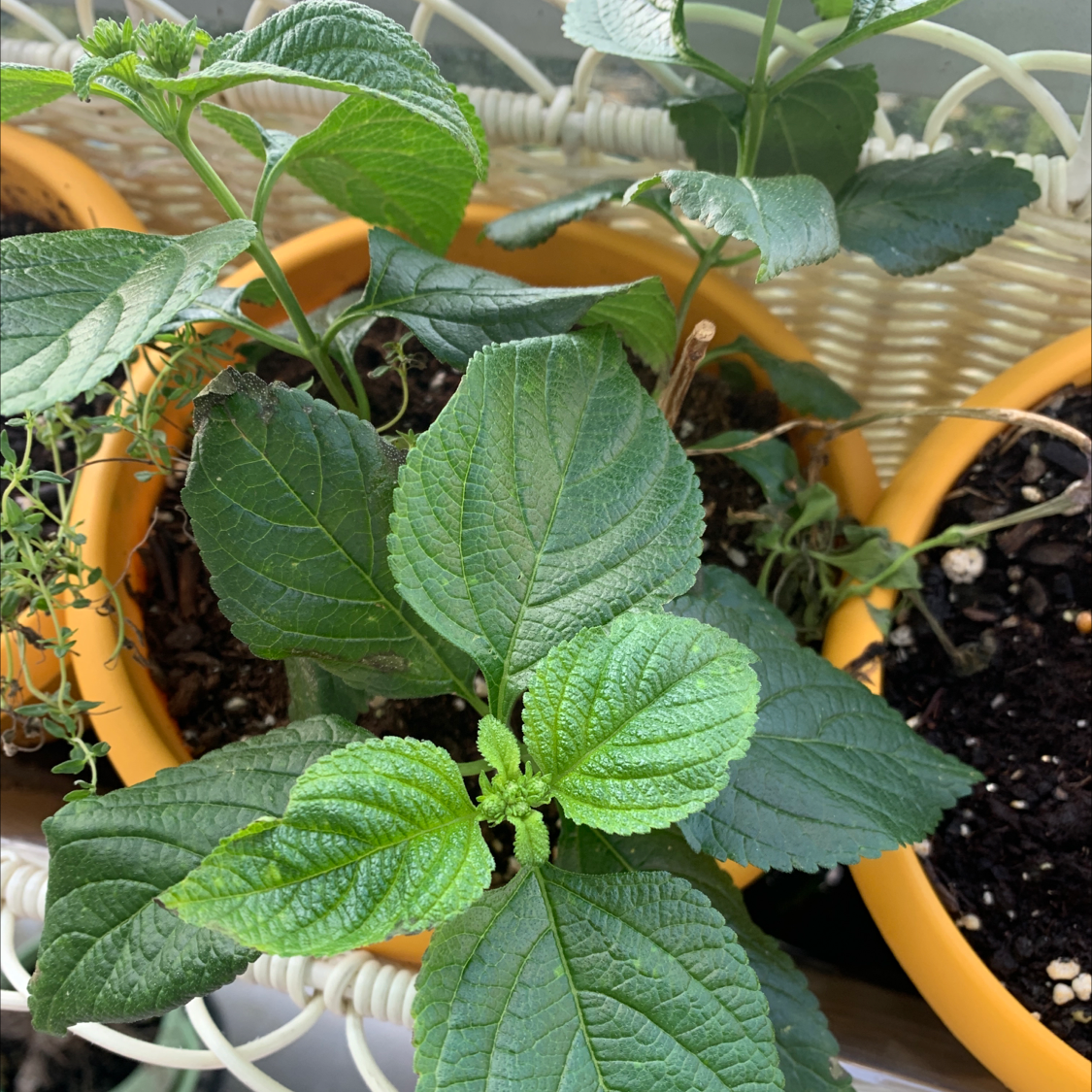 Potted African Marigold plant with healthy green leaves and visible soil.