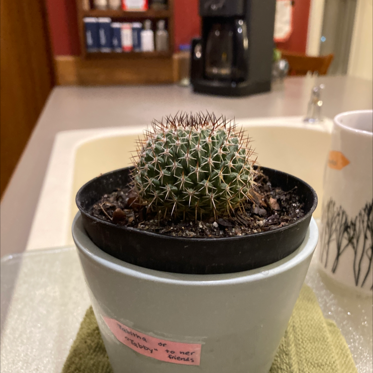 A healthy Mammillaria Formosa cactus in a pot on a kitchen counter.