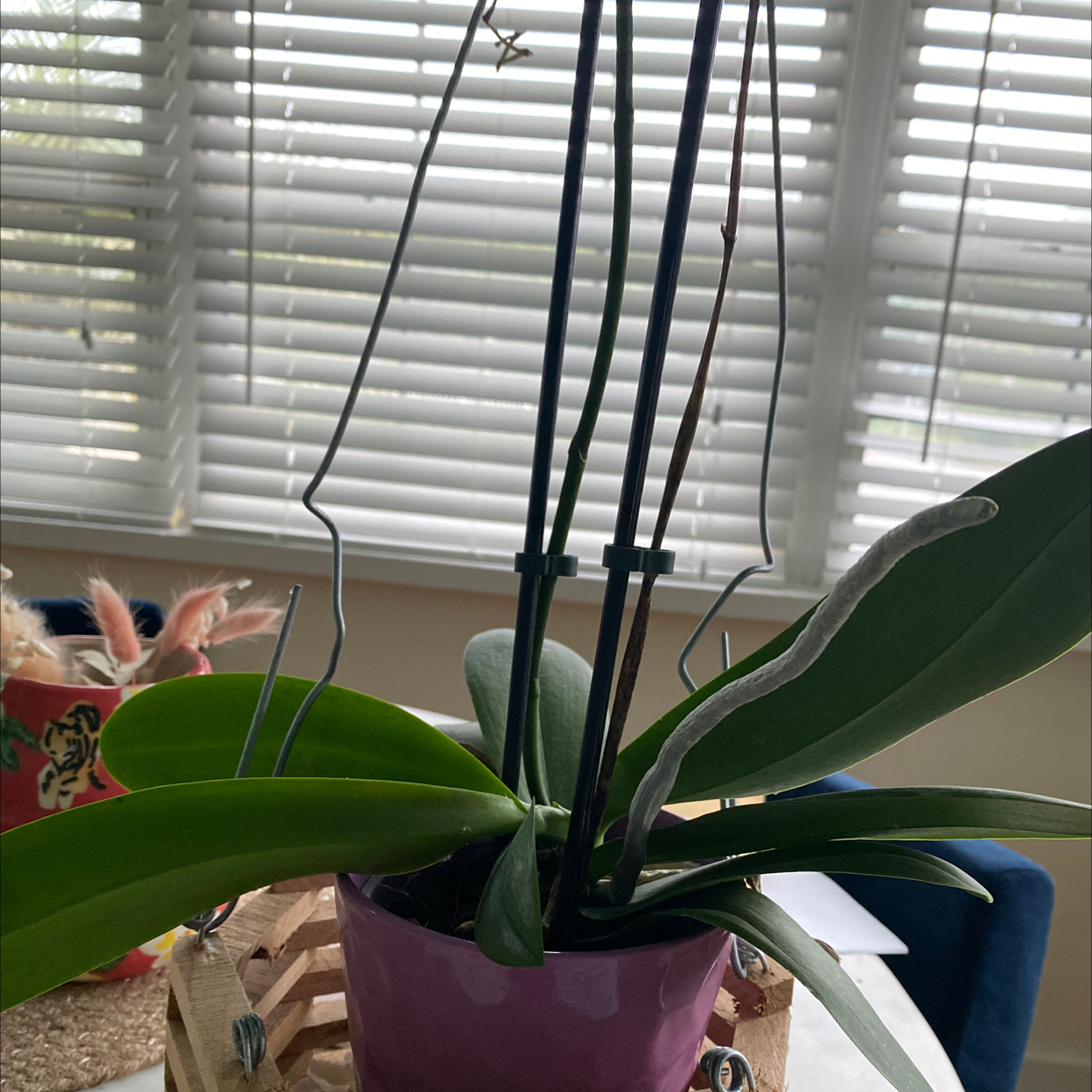 Phalaenopsis Orchid plant photo by @tracy named Your plant on Greg, the plant care app.