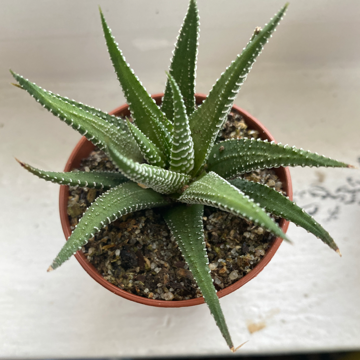 Zebra Plant plant photo by @tracy named Your plant on Greg, the plant care app.