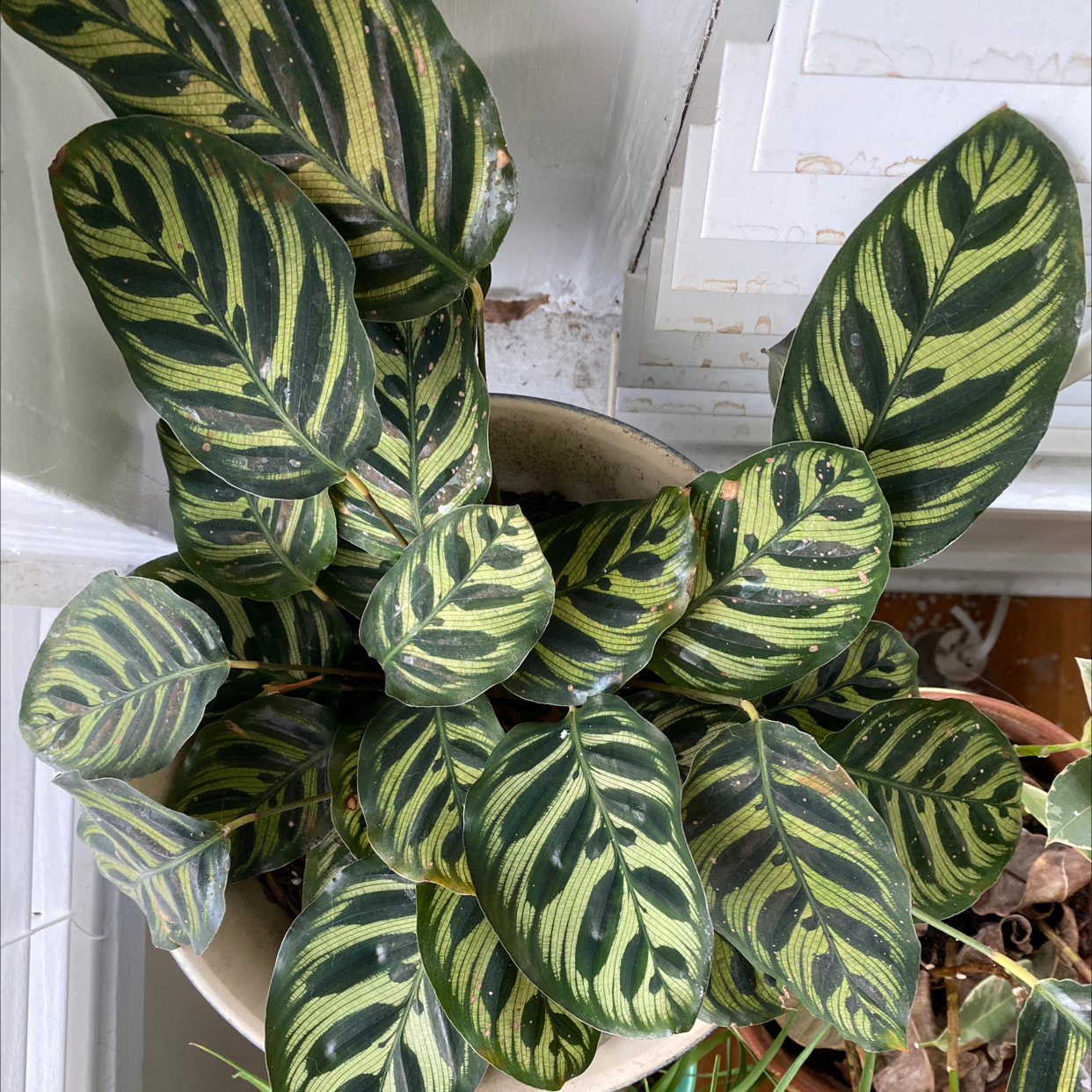 Cathedral Windows plant photo by @tracy named Your plant on Greg, the plant care app.
