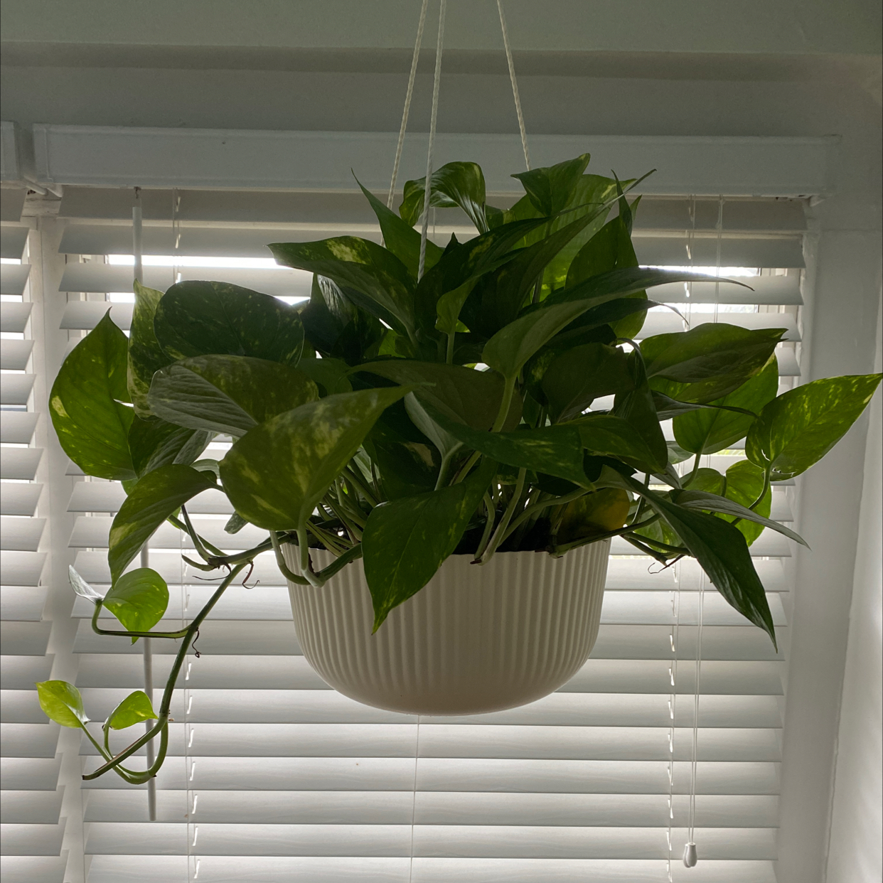 Taro Vine plant photo by @tracy named Tree Diddy on Greg, the plant care app.