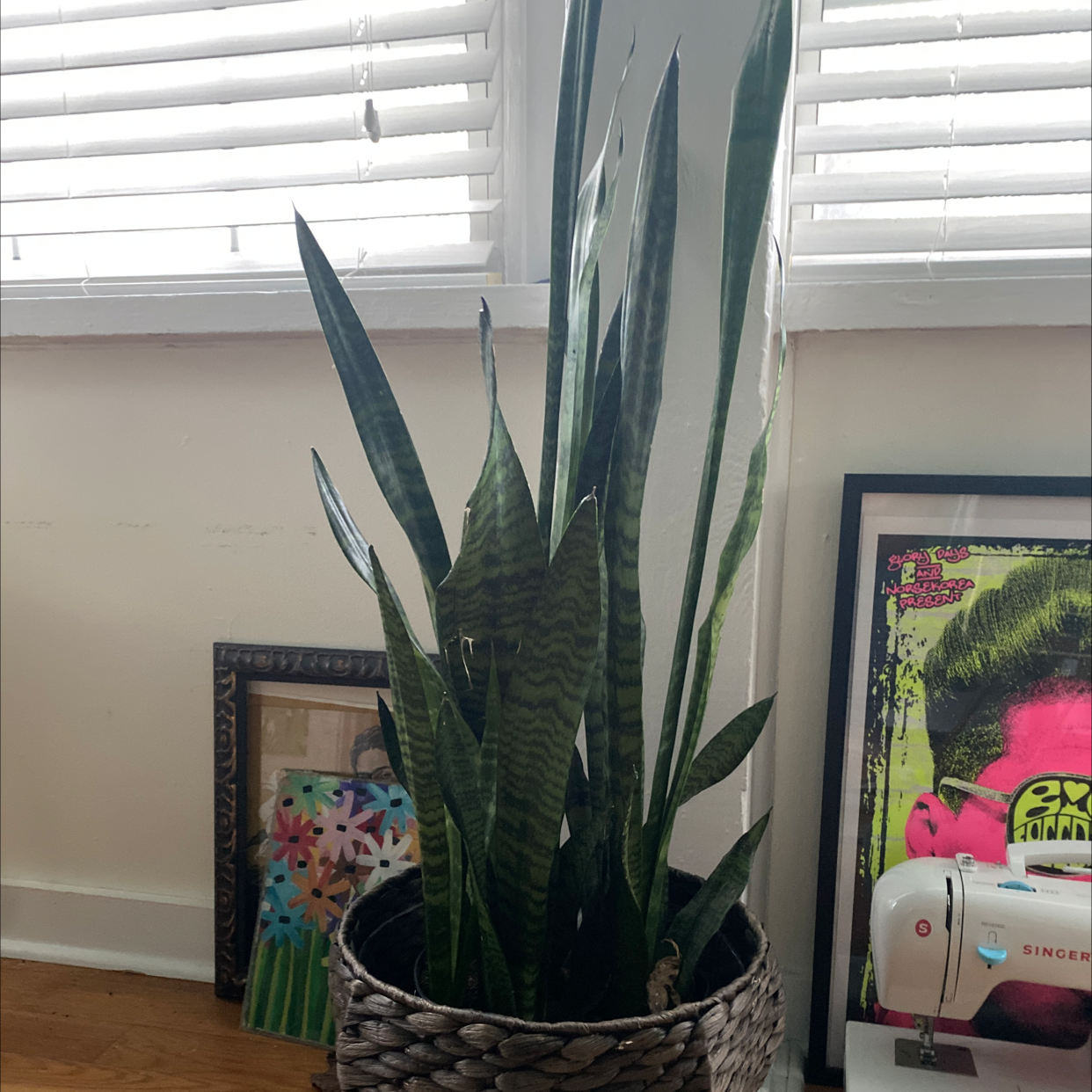 Snake Plant plant photo by @tracy named Your plant on Greg, the plant care app.