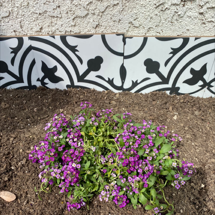 Healthy sweet alyssum plant with dense purple flowers and green foliage growing in soil against a decorative tile background.